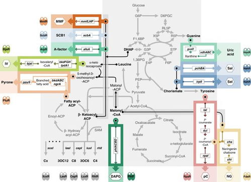 中国团队成功开发高性能细胞通讯系统，攻克多细胞系统工程难题